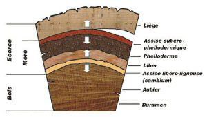 Coupe d'un tronc de chêne-liege